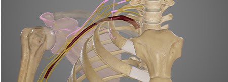 Detailed medical illustration of the shoulder and upper spine highlighting anatomy relevant to sports medicine and pain management.
